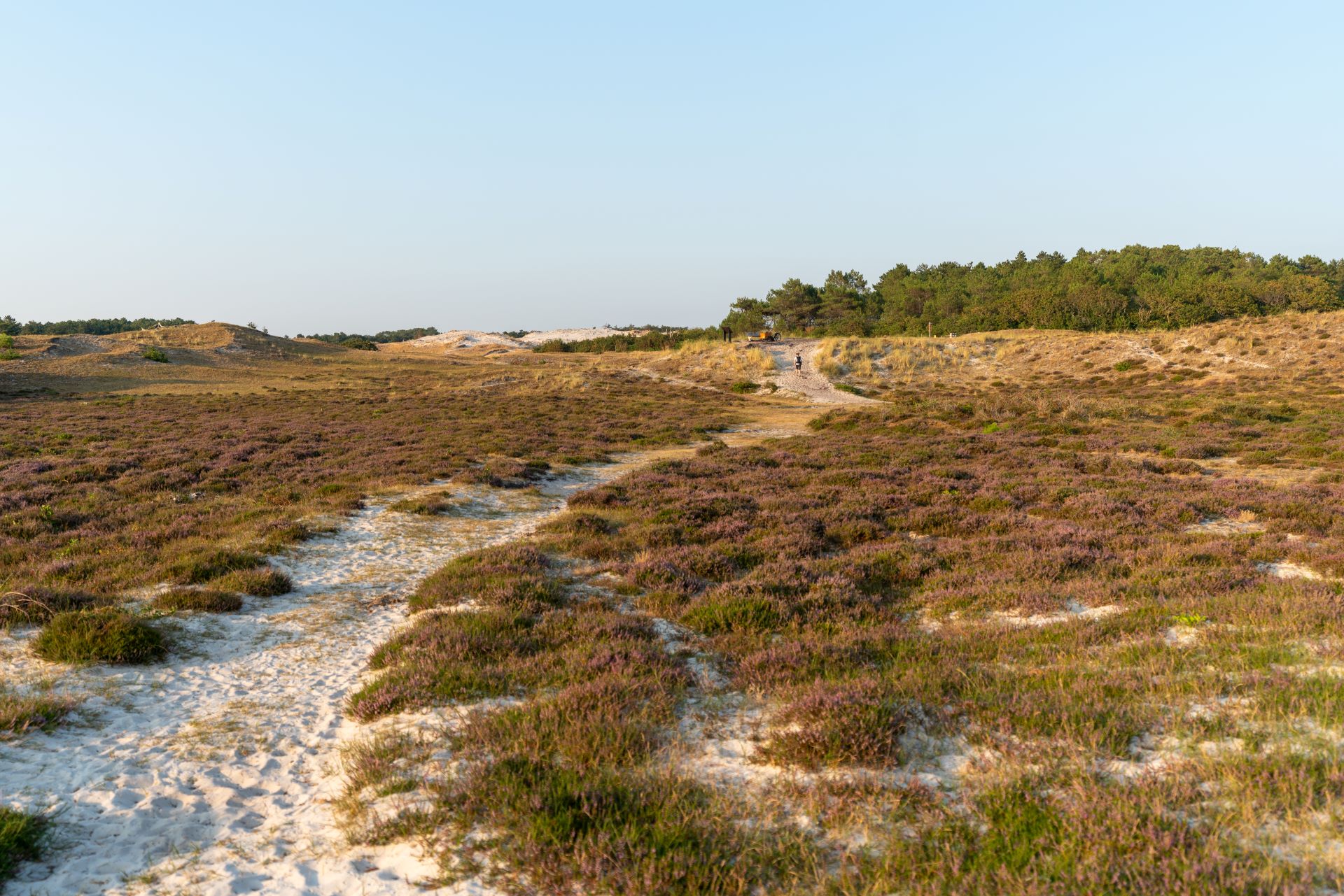 Wandelen
